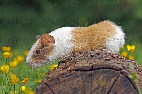 Guinea Pig pigs