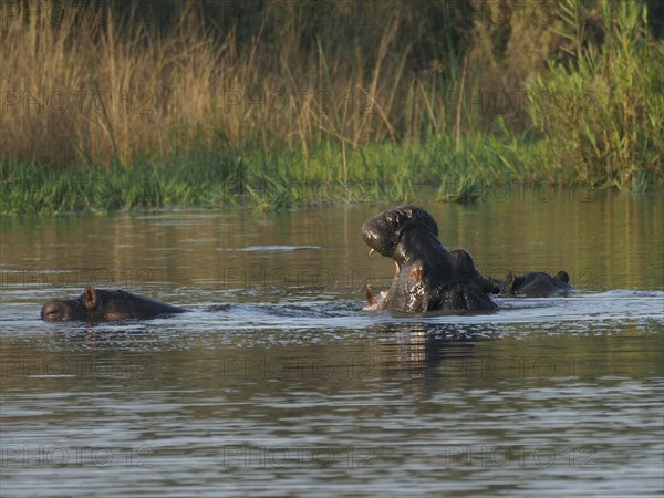 Hippos