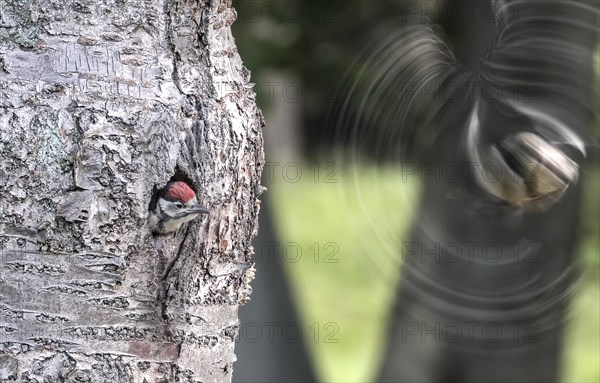 Great spotted woodpecker