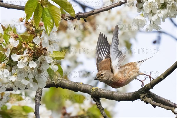 Linnet