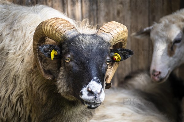Portrait of a black male Skudde Sheep with long horns. Bavaria