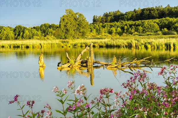 The Lettenweiher in the Regentalaue nature reserve in the evening at golden hour. Some dead tree trunks in the lake. In the foreground pink himalayan balsam
