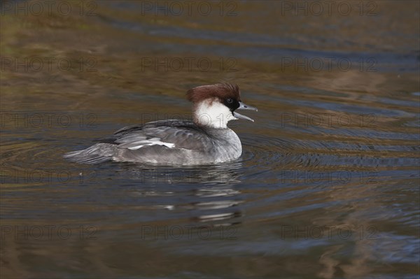 Smew