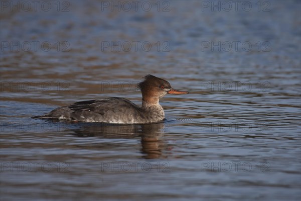 Red-brested merganser