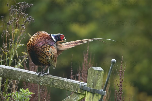 Common pheasant