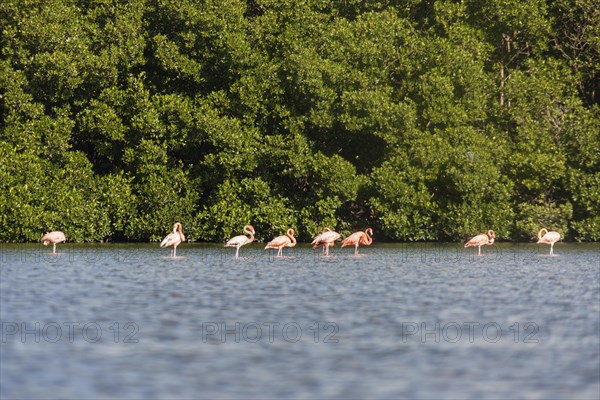 Flamingos