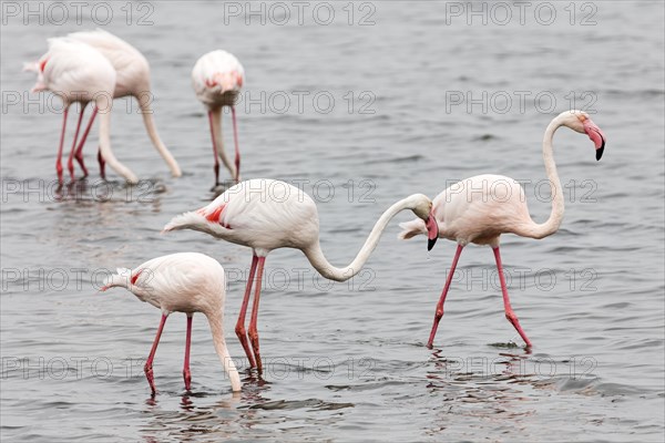 Flamingos