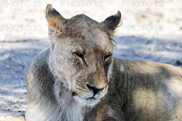Lion