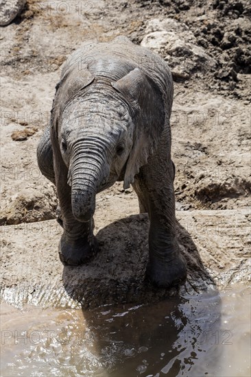 African elephant