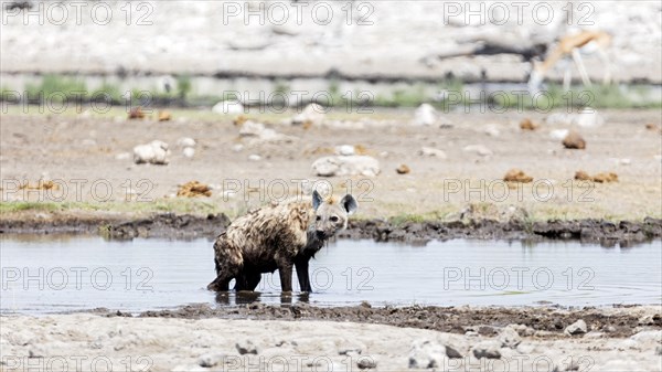 Coyote