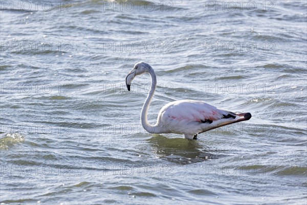 Flamingos