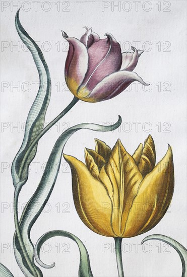 Tulips