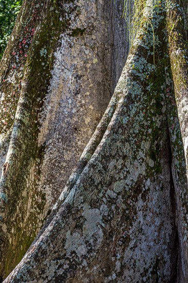 Detail of a large tree trunk and its roots in the middle of the Brazilian rainforest