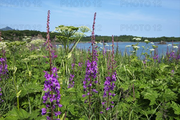 Fireweed