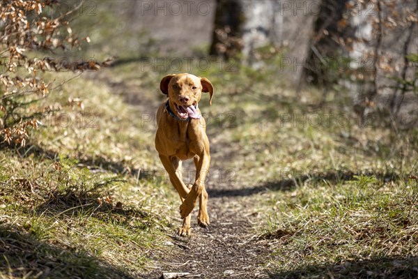 Roevidszoru Magyar Vizsla