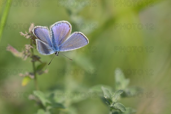 Common blue butterfly