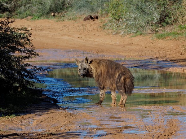 Brown hyena