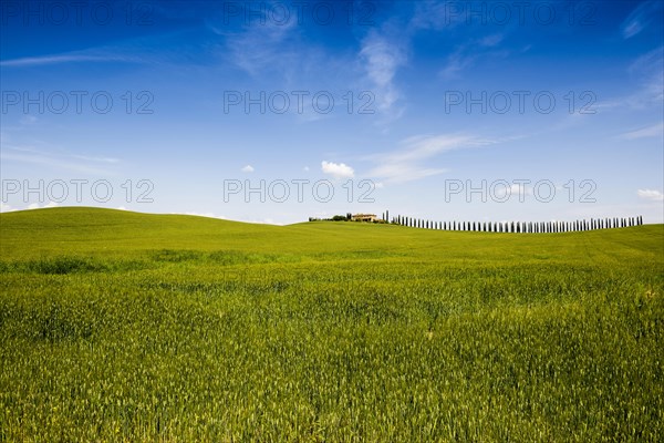 Farmhouse and cypresses