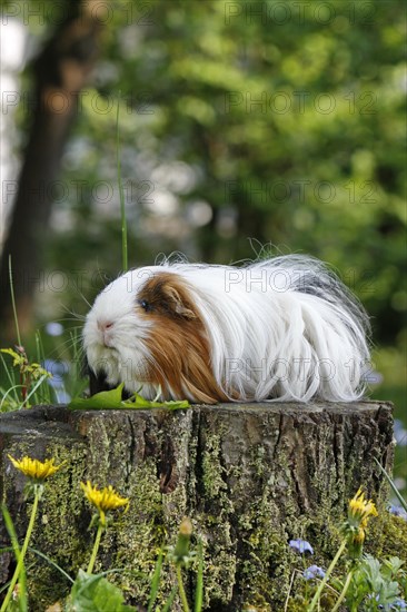 Guinea Pig pigs