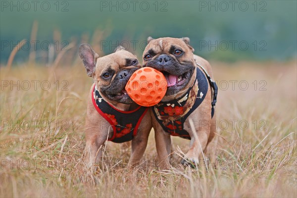 Action shot of two brown French Bulldog dogs with matching clothes running towards camera while holding ball toy together in their muzzles