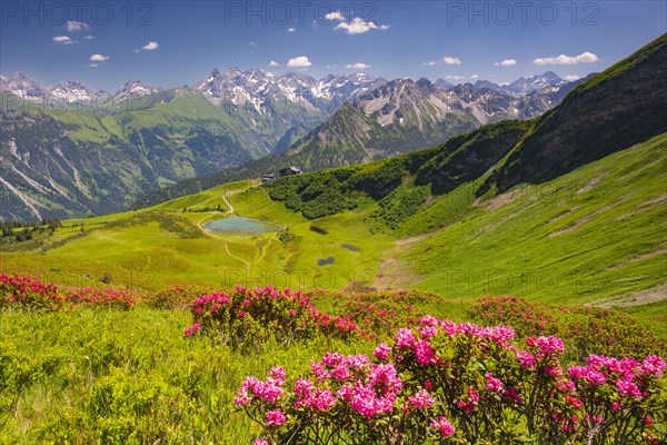 Alpine rose blossom