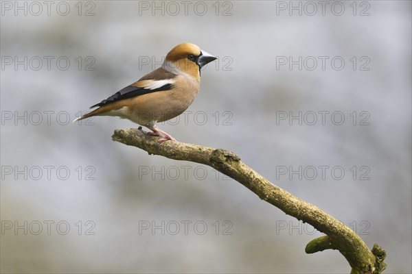 Hawfinch