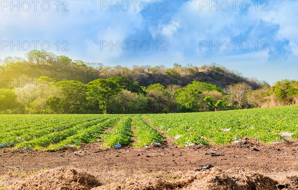 Cultivation and harvest of watermelon.. Watermelon cultivation orchard. Watermelon cultivation plot with blue sky