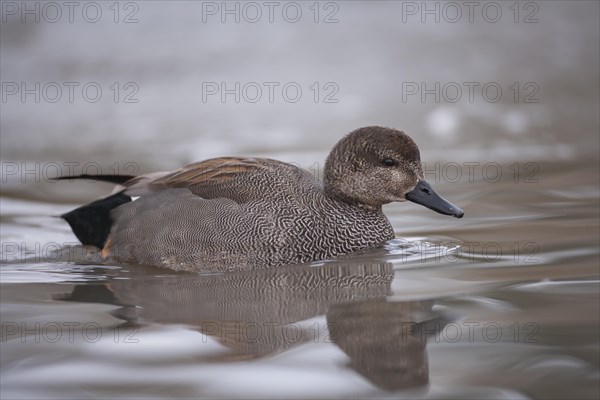 Gadwall