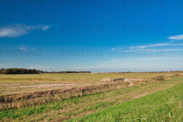 Large meadows with happy free range sheep on dutch island Texel on a summer day with blue sky