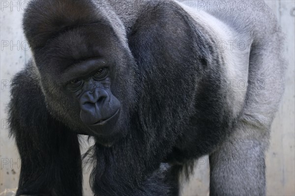 Western lowland gorilla