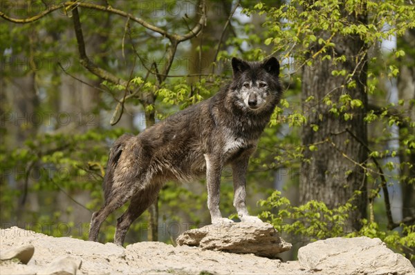 Algonquin wolf