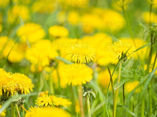 Meadow with common dandelion