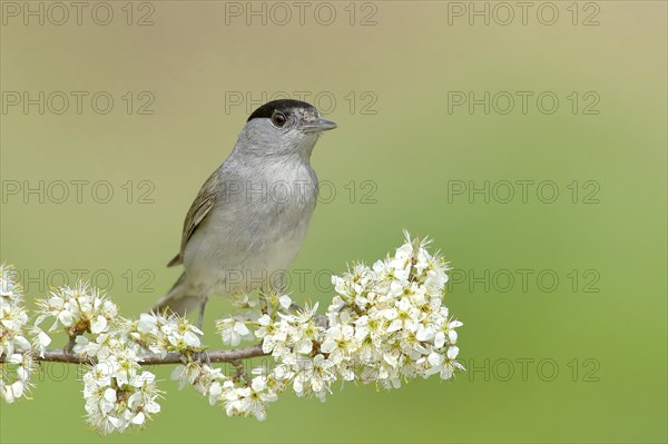 Blackcap