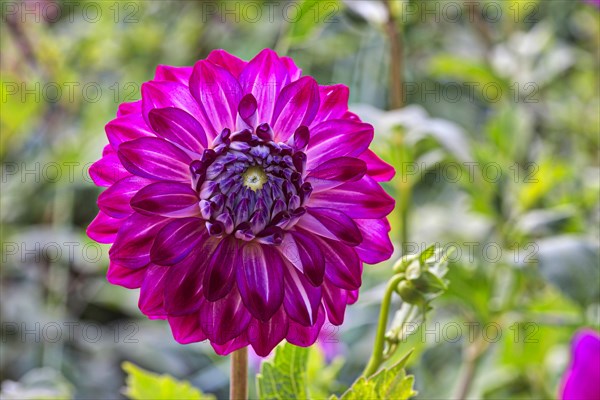 Dahlia