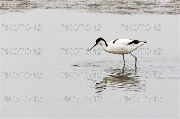 Pied avocet