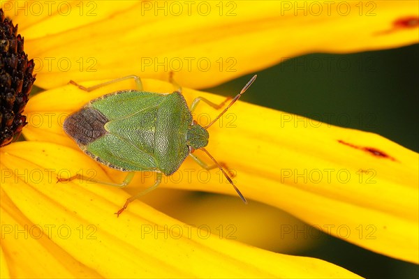 Green shield bug