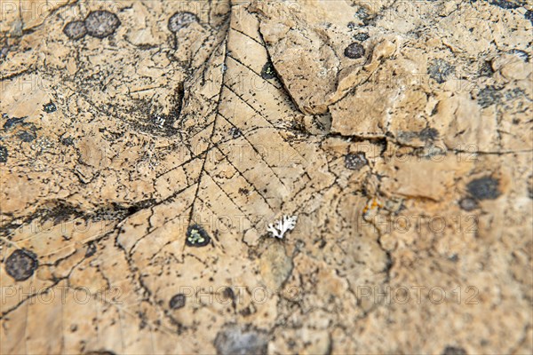 Leaf print fossilised in clay