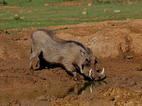 A common warthog