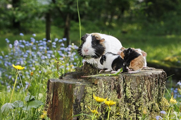 Guinea Pig pigs