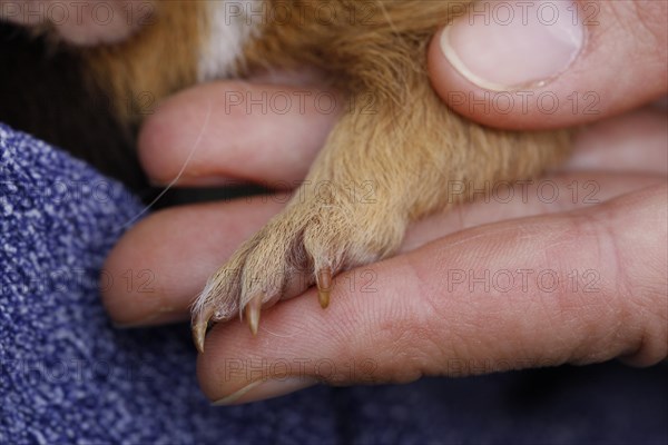 Guinea Pig pigs