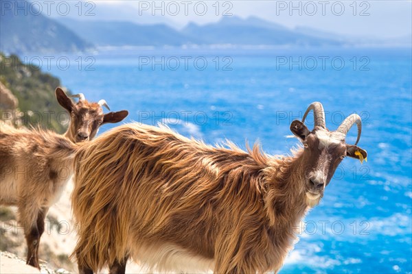 Corsican goats at Cap Corse