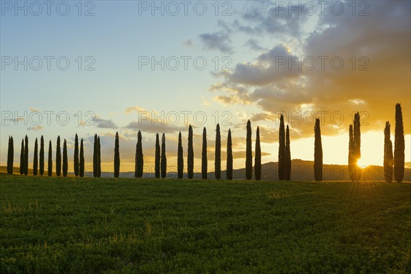 Cypresses