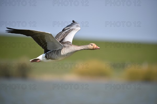 Greylag Goose