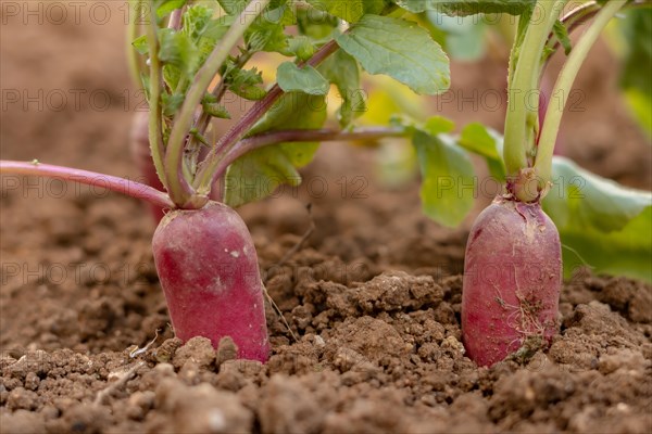 Close-up of radishes planted in an organic vegetable garden