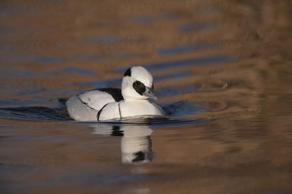 Smew