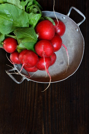 Bunch of radish