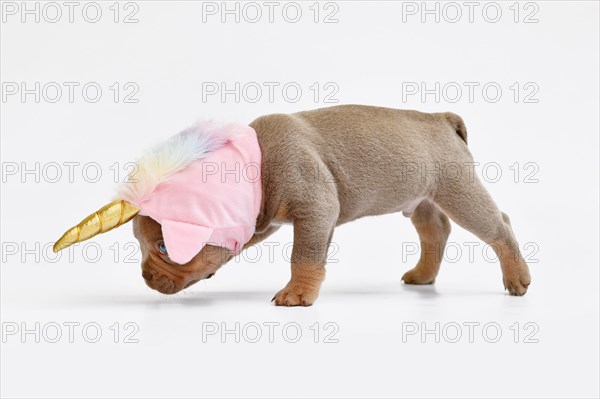 French Bulldog dog puppy with cute pink unicorn hat with golden horn