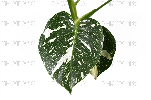 Beautiful white sprinkled leaf of rare variegated exotic 'Monstera Deliciosa Thai Constellation' house plant. Top view on white background