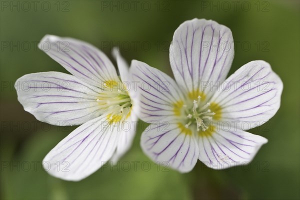 Common wood sorrel