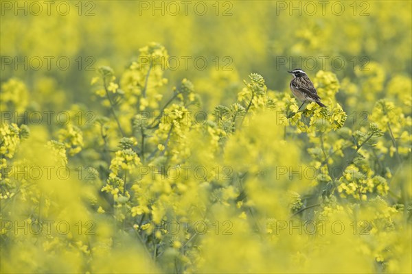 Whinchat